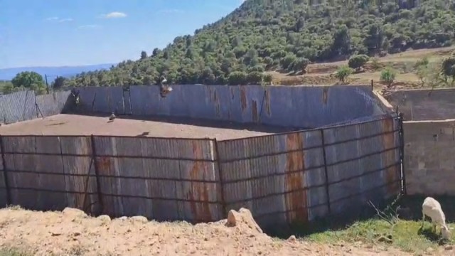 AVA-Asaja alerta de que los ataques de buitres al ganado se extienden a Los Serranos