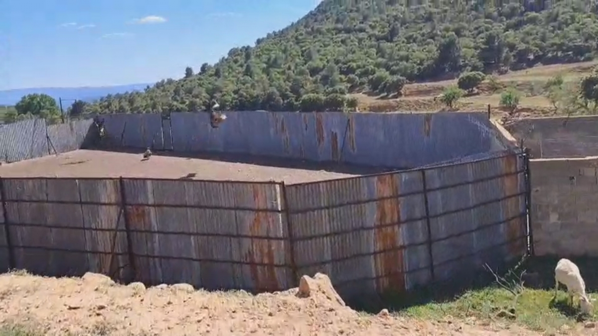 AVA-Asaja alerta de que los ataques de buitres al ganado se extienden a Los Serranos