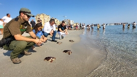 La Región libera otras 24 tortugas boba en La Manga y culmina la devolución de hasta 84 ejemplares