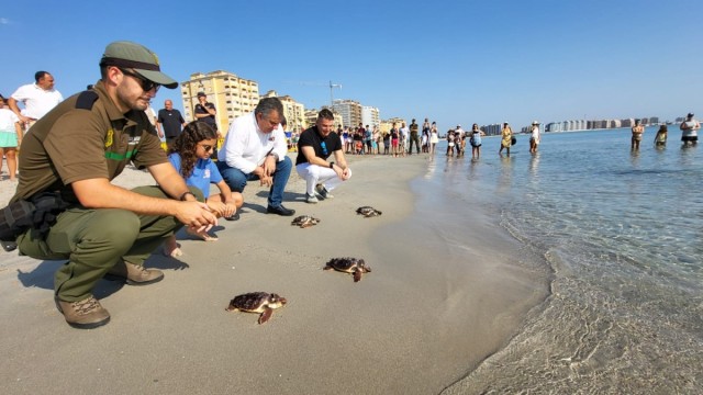 La Región libera otras 24 tortugas boba en La Manga y culmina la devolución de hasta 84 ejemplares