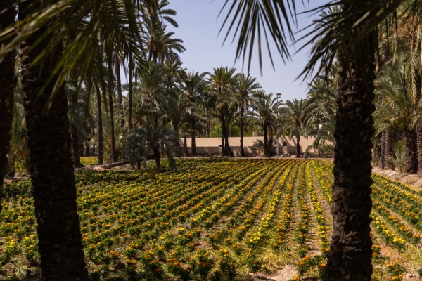 Elche lanza dos nuevas rutas guiadas por los huertos históricos de palmeras: empiezan este sábado