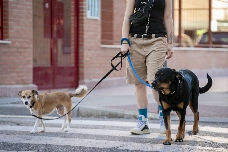 De horarios al uso de collar identificativo: Castelló fija las normas de uso de sus 12 parques caninos