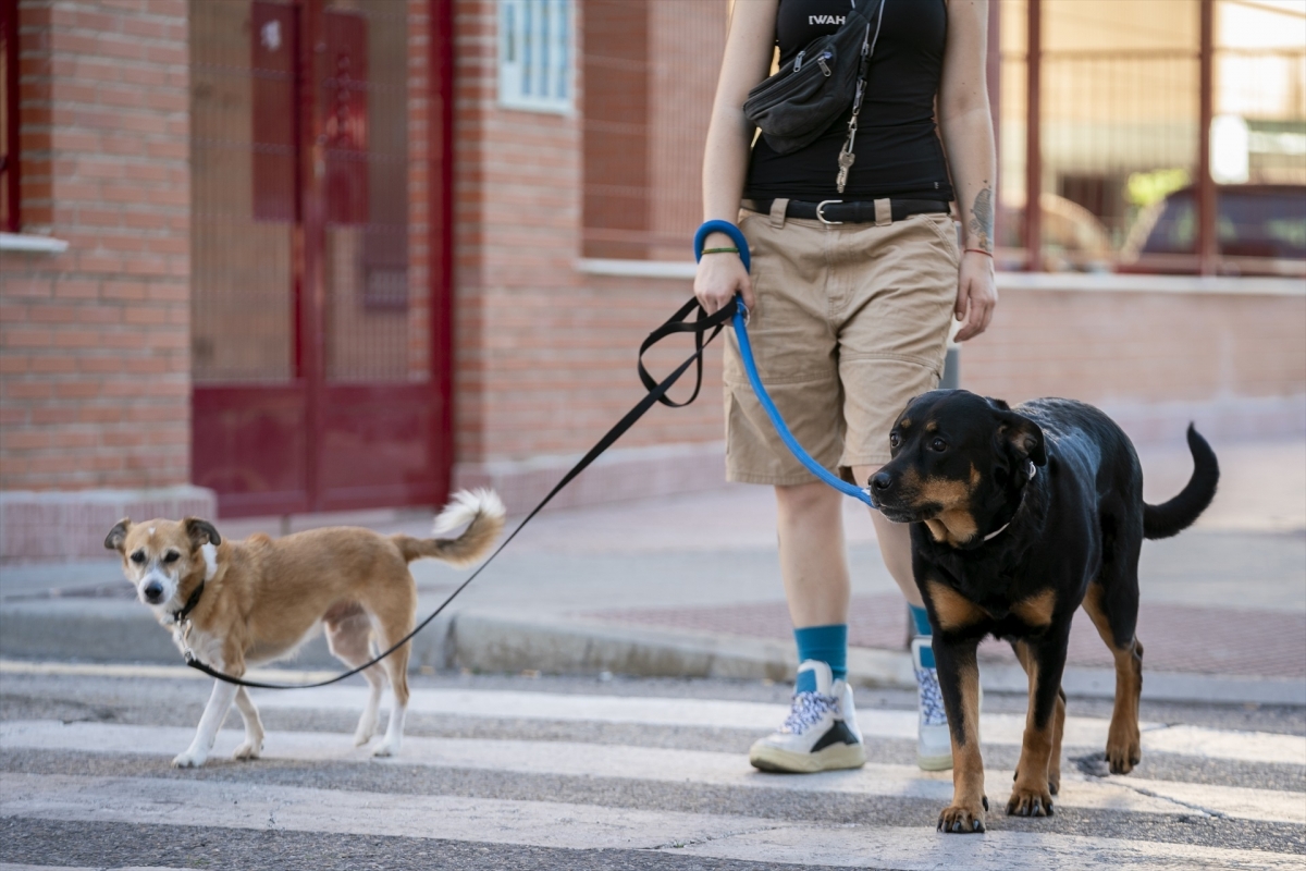 De horarios al uso de collar identificativo: Castelló fija las normas de uso de sus 12 parques caninos