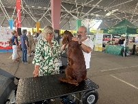 Más de 100 perros de España y Europa participan en el festival de belleza canina de Castelló