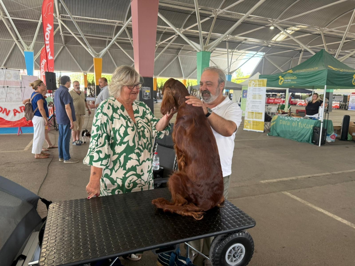 Más de 100 perros de España y Europa participan en el festival de belleza canina de Castelló