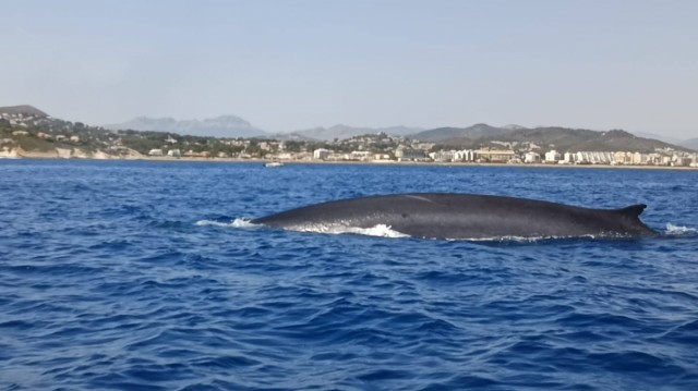 La UPV estudia en la costa de Dénia la migración del rorcual común, segundo animal más grande del planeta
