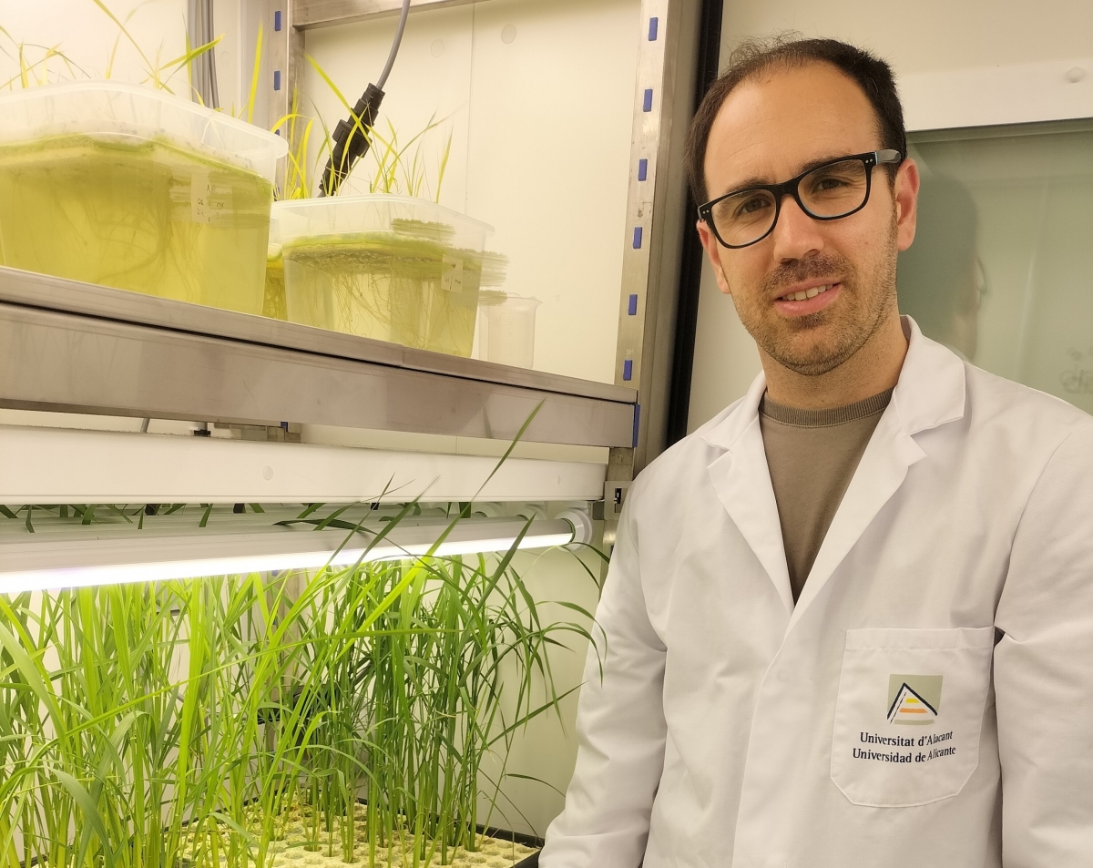 Un investigador de la UA estudia cómo usar posidonia para proteger el arroz frente al cambio climático
