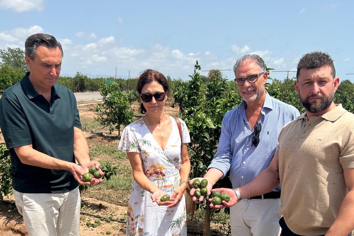 Burriana convocará al Consell Agrari en agosto tras decidir solicitar la zona catastrófica por el granizo