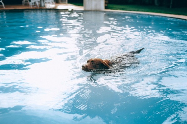Advance elabora un décalogo para el cuidado de mascotas en verano