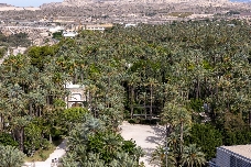 Elche refuerza los trabajos de poda de palmeras para más de 13.000 ejemplares en huertos y zonas verdes 