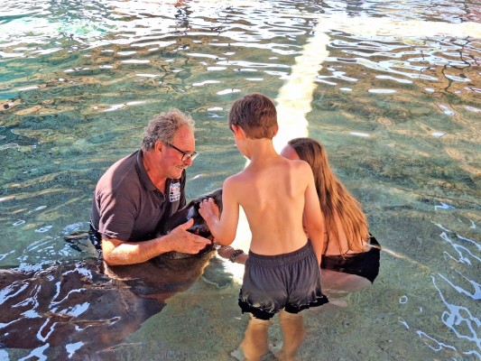Los leones marinos de Aqua Natura Benidorm participan en un programa terapéutico internacional 