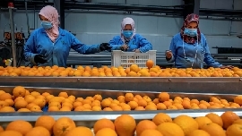 La Unió cree "necesario" establecer precios de entrada por encima de 1 euro/kg para los cítricos importados