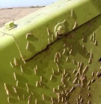 AVA-Asaja detecta pérdidas de hasta el 25% en los cultivos de arroz por la plaga del 'cucat'
