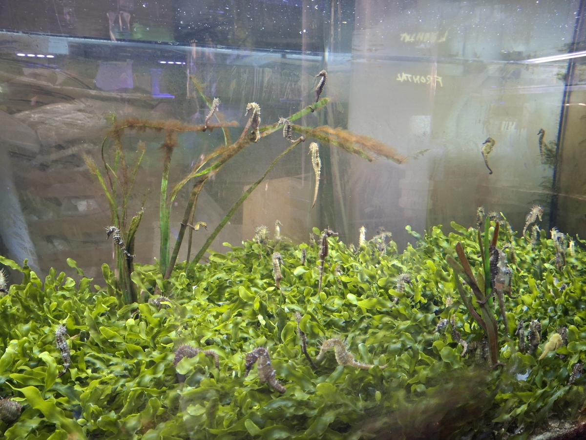 Caballitos de mar el Banco de Especies del Mar Menor.