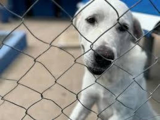 La Generalitat publica la resolución de ayudas por valor de 1,2 millones de euros para entidades de protección animal