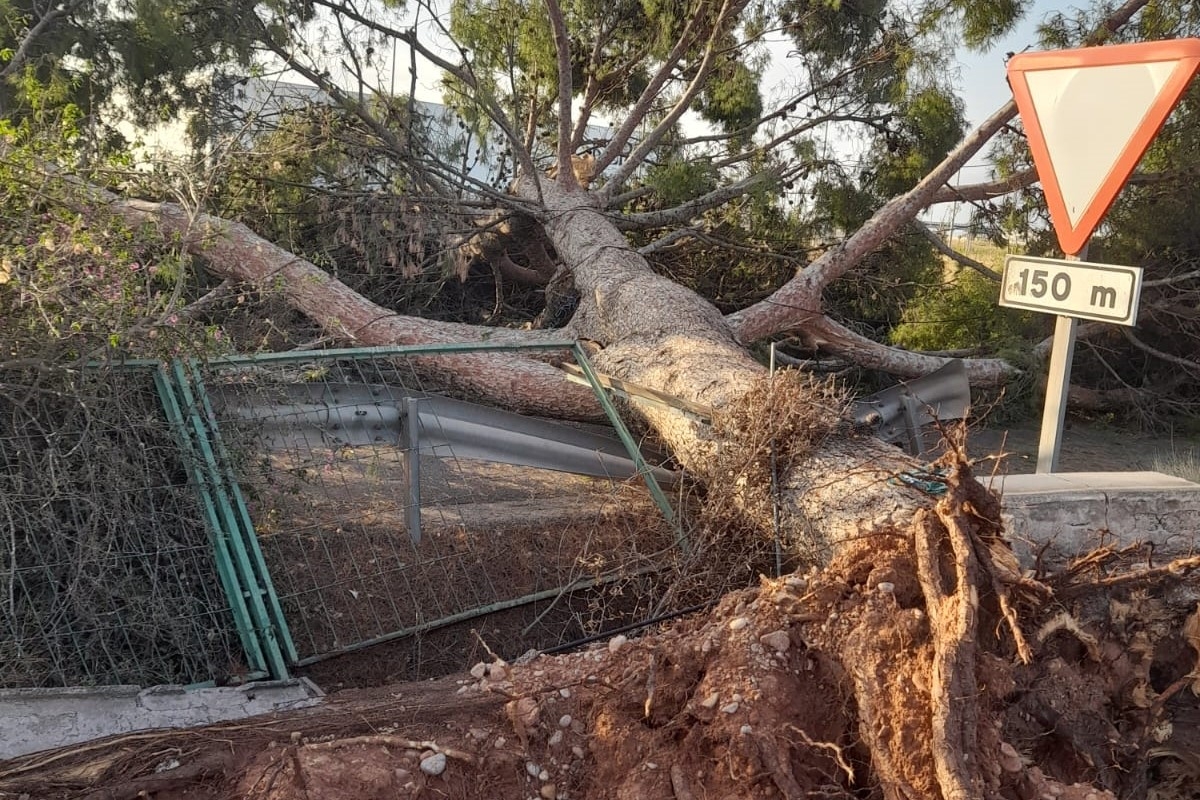 Imatge d'un arbre caigut durant la pedregada - 