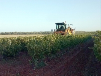 La agricultura ecológica valenciana factura un récord de 833 millones pese a dedicar menos superficie