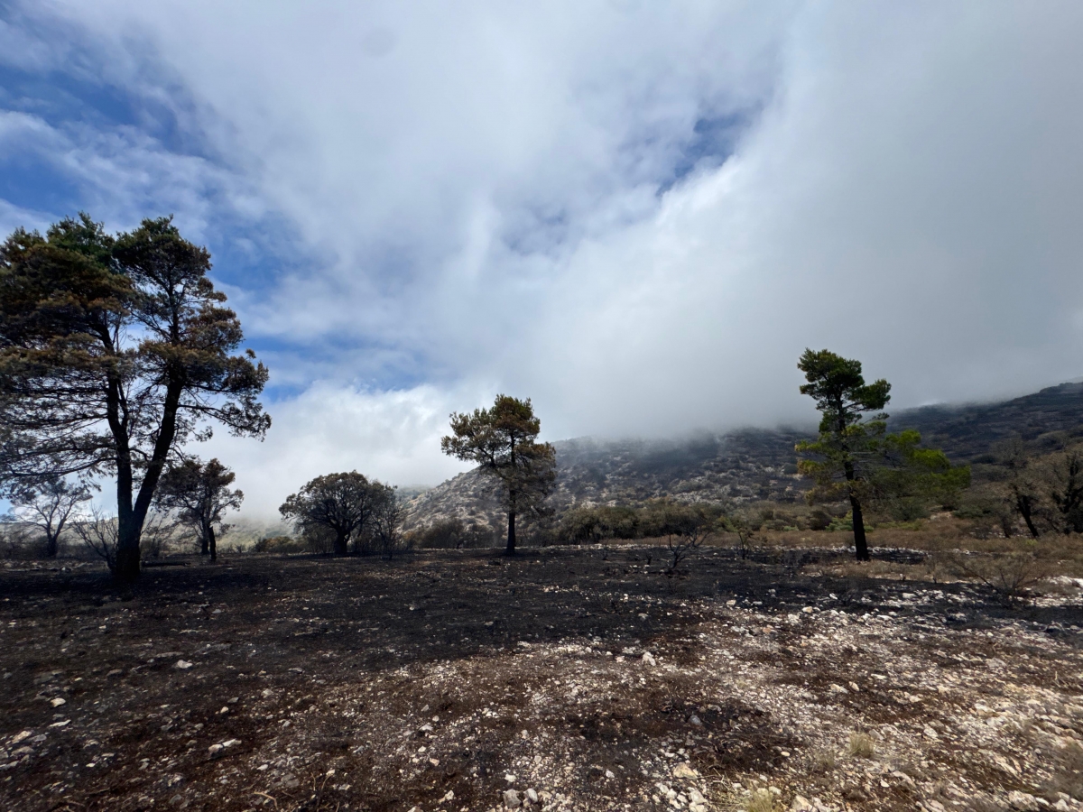 Ya se trabaja en el plan de recuperación tras el fuego que ha afectado al parque natural de la Font Roja