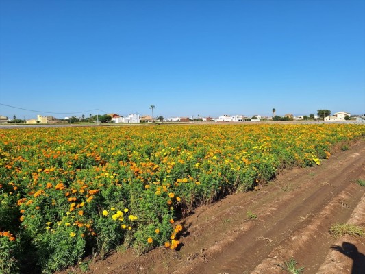 València lanzará más de 1,3 millones de clavellons este domingo en la Batalla de Flores