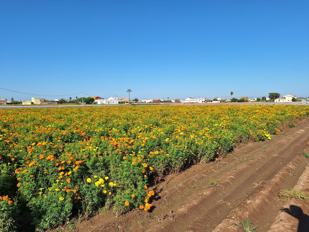 València | València lanzará más de 1,3 millones de clavellons este domingo en la Batalla de Flores