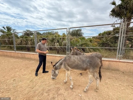 Alicante aumenta un 20% el presupuesto de la protectora, que acoge a más de mil animales desde 2024