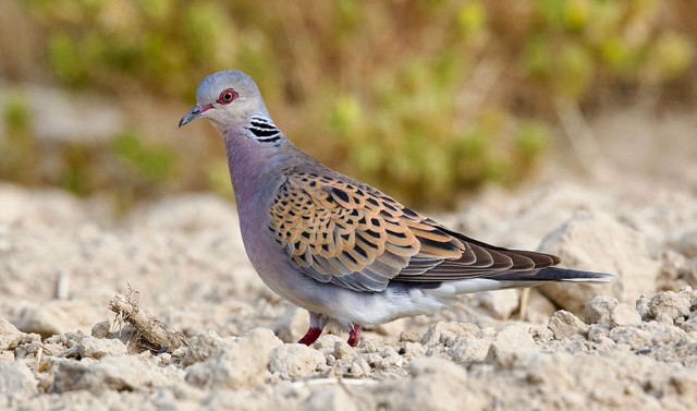 La tórtola europea vuelve a estar en la 'mirilla' de los cazadores de la Región de Murcia