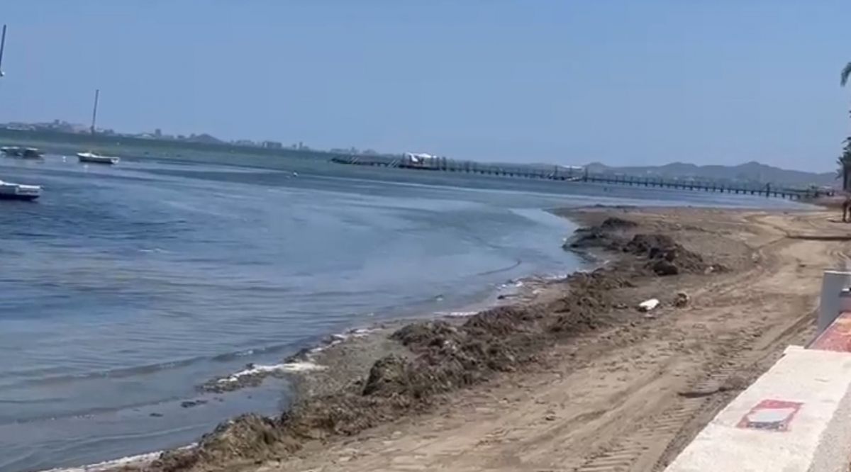 La biomasa vuelve a invadir más de 100 metros de playa en Los Urrutias tras los últimos temporales