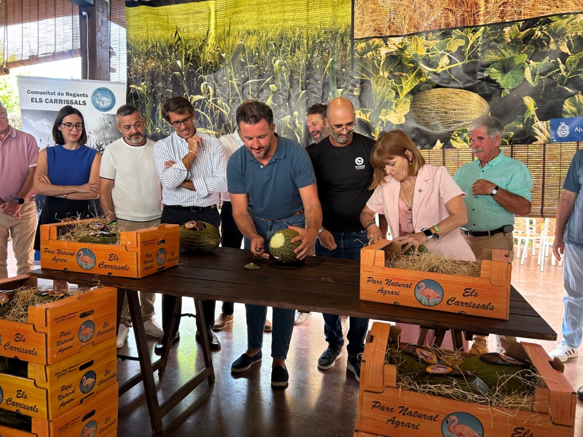 La producción de melón de Carrizales de Elche aumenta a los 600.000 kilos esta temporada
