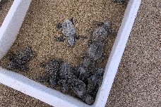 Biólogos hallan 11 ejemplares y 129 huevos de tortugas marinas en en la playa Benafelí de Almassora