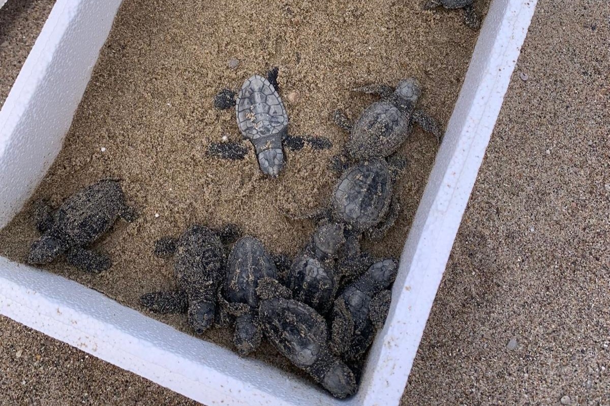 Biólogos hallan 11 ejemplares y 129 huevos de tortugas marinas en en la playa Benafelí de Almassora