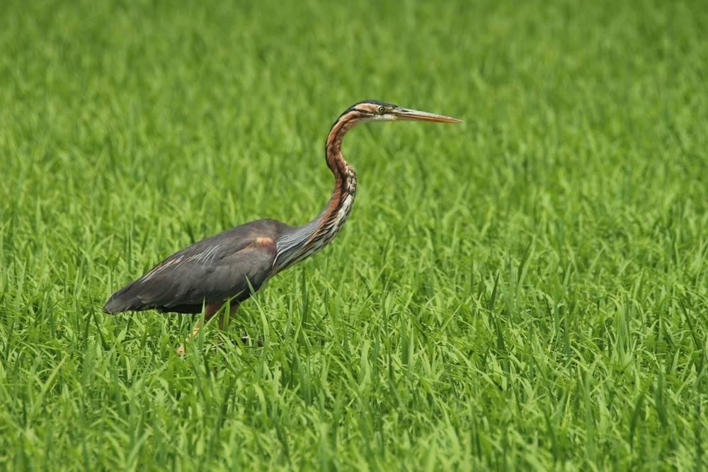 SEO/BirdLife alerta del descenso continuado de la diversidad de las aves acuáticas de l'Albufera de València