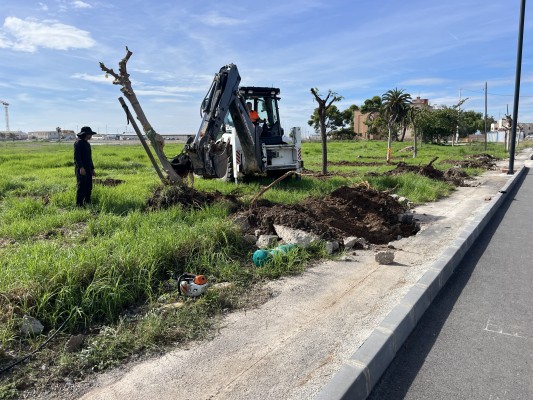 Burriana inicia las obras de finalización de la avenida Mediterránea con el trasplante del arbolado 