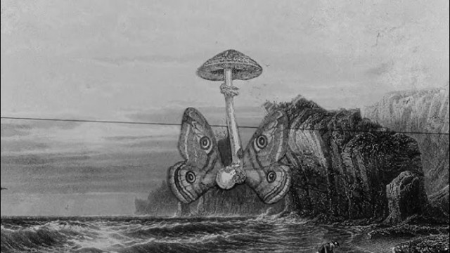 El jardín de cítricos de Todolí se rinde al cine de vanguardia y experimental