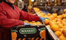 La muleña Frucimu entra en el accionariado de Agriconsa y refuerza su apuesta por la industria del pomelo