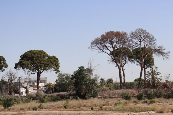 Huermur consigue que el ayuntamiento inste el desentubamiento de la acequia de Churra 