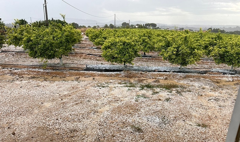 El PPCV exige al Gobierno que declare zona catastrófica las comarcas afectadas por el pedrisco en los últimos meses
