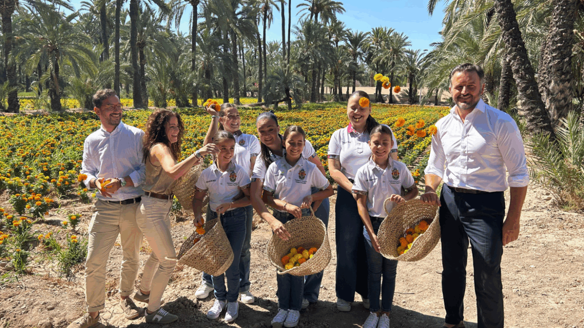 Elche recolecta 200.000 tagetes para la Batalla de las Flores