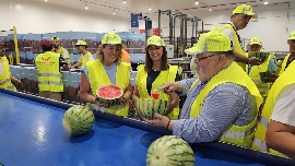 La producción de sandía en la Región crecerá un 8,4% esta campaña y rozará las 193.500 toneladas