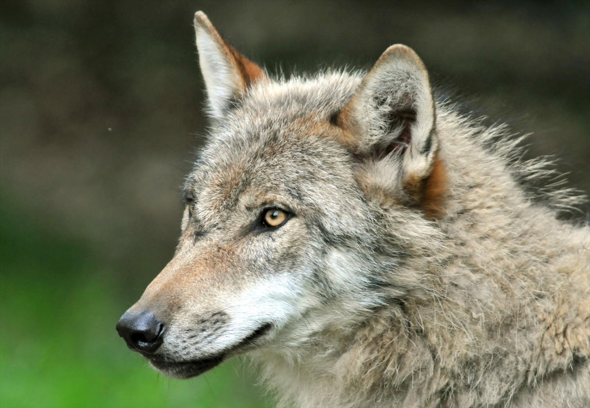 España pide a Bruselas retrasar la entrega del informe sexenal del lobo y otras especies de interés comunitario