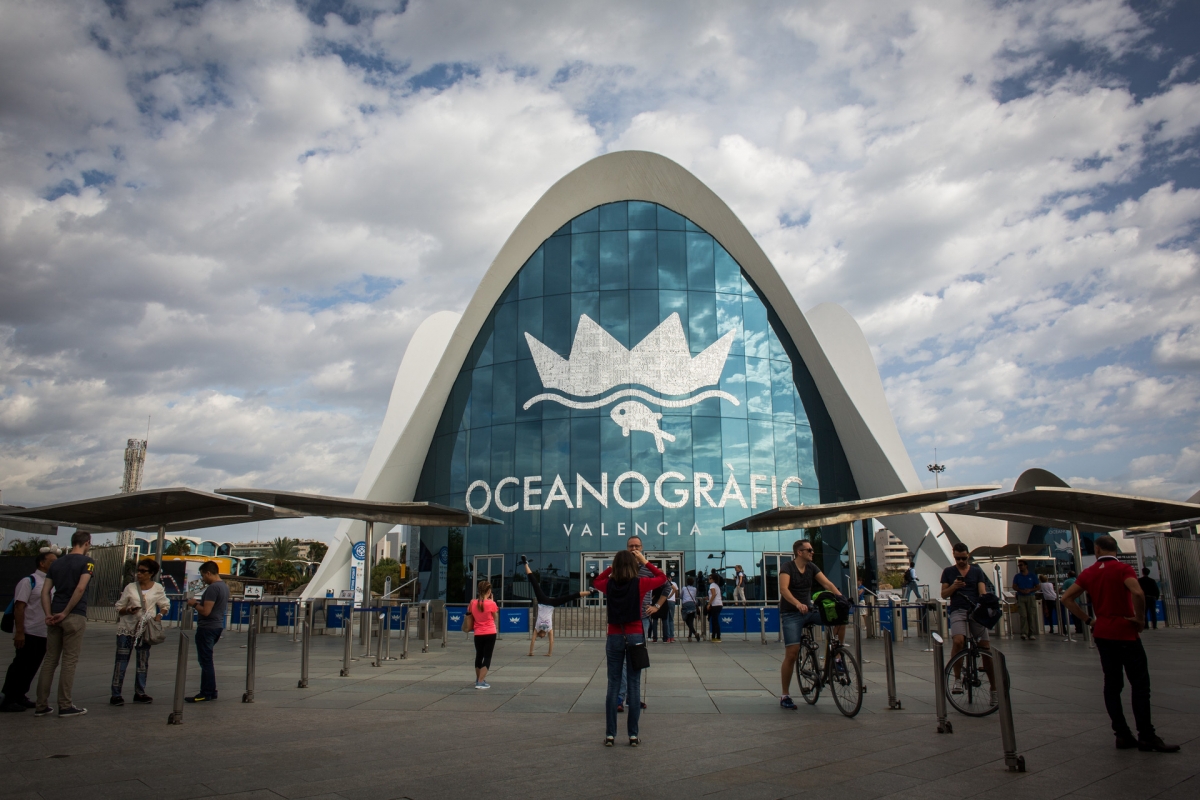 Avanqua, gestora del Oceanogràfic, factura 74,7 millones en 2024, un 8,2% más, y gana 11,4 millones 