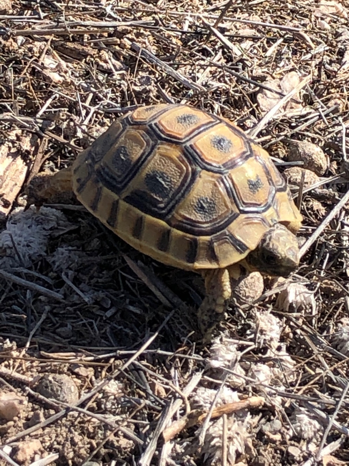 La Región de Murcia abre el proceso participativo para la conservación de la tortuga mora