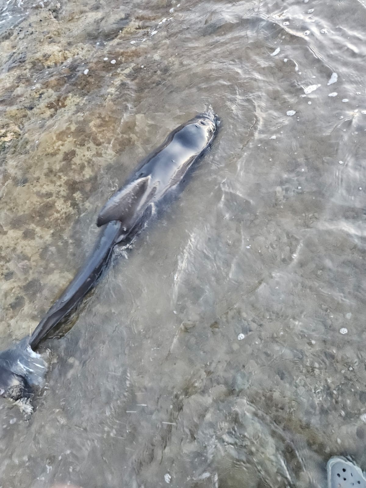 Calderón varado -  - Foto: Crónicas Naturales Torrevieja