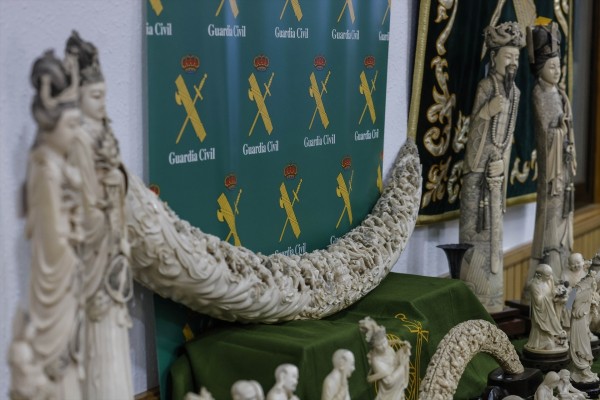Golpe al tráfico de marfil: intervenidas 127 piezas de elefantes asiáticos y africanos en Valencia