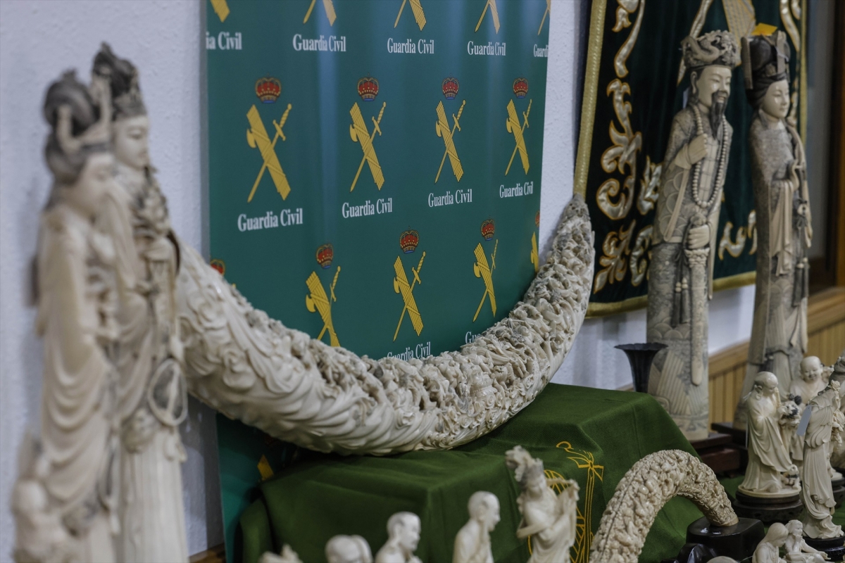 Golpe al tráfico de marfil: intervenidas 127 piezas de elefantes asiáticos y africanos en Valencia