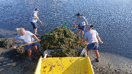 Más de 11.000 personas han retirado 4.200 toneladas de biomasa del litoral del Mar Menor desde enero