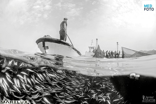 El fotógrafo cartagenero Javier Murcia atesora dos premios internacionales más como testigo de la vida marina