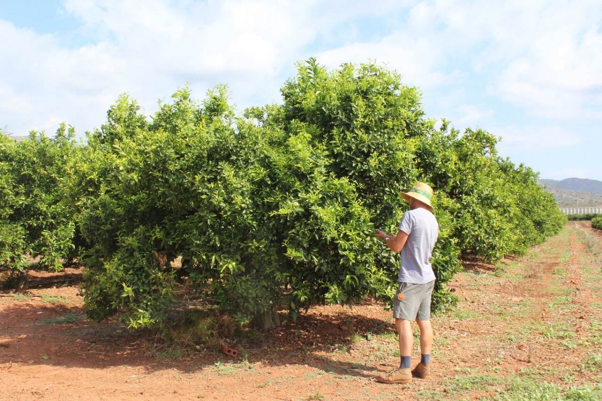 La campaña citrícola arranca con compras avanzadas a precios “históricos” por la baja producción
