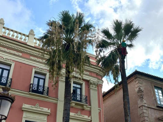 Trepadores profesionales podan en Murcia más de 18.000 palmeras que llegan a alcanzar los 20 metros de altura