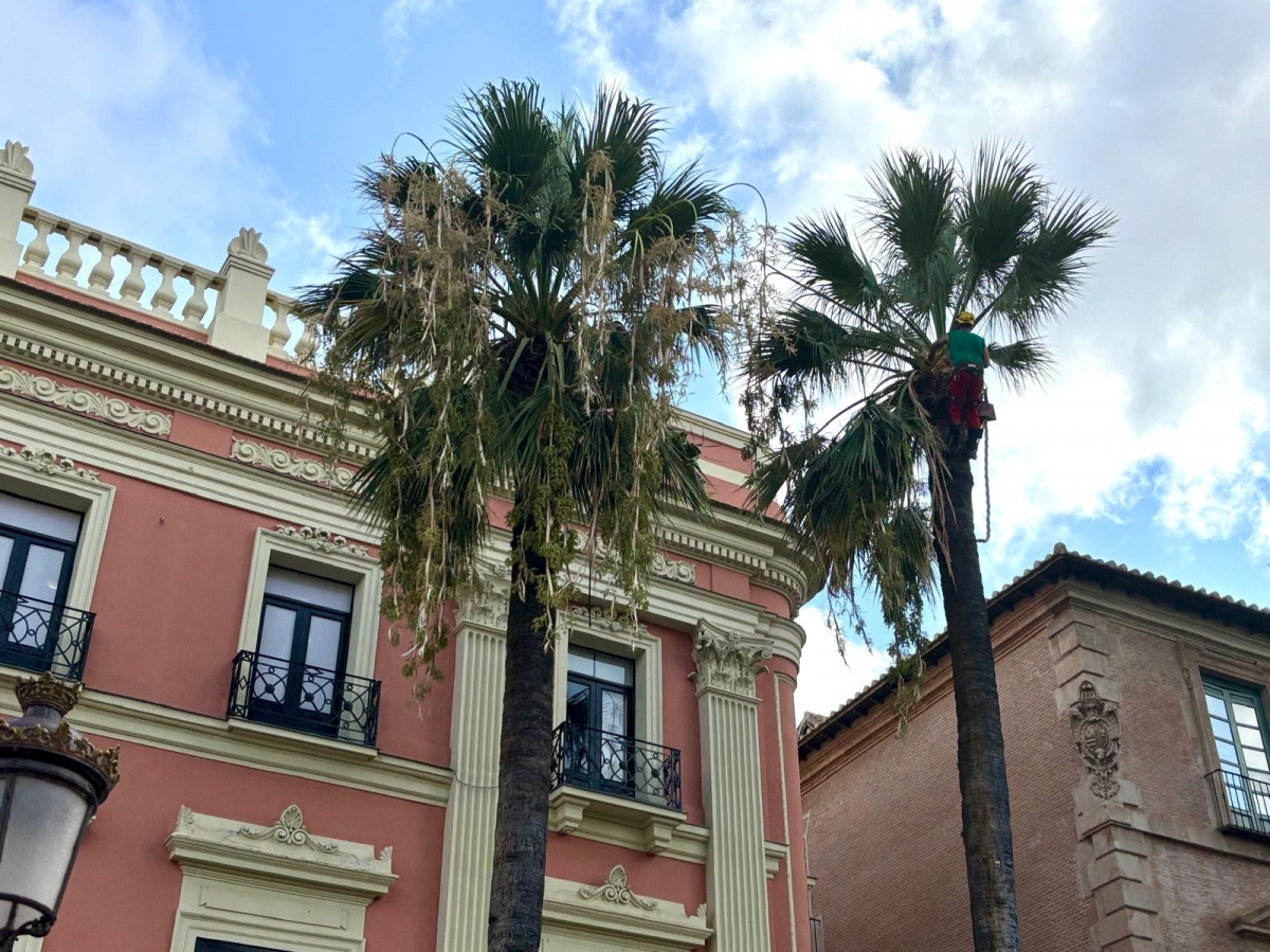 Trepadores profesionales podan en Murcia más de 18.000 palmeras que llegan a alcanzar los 20 metros de altura