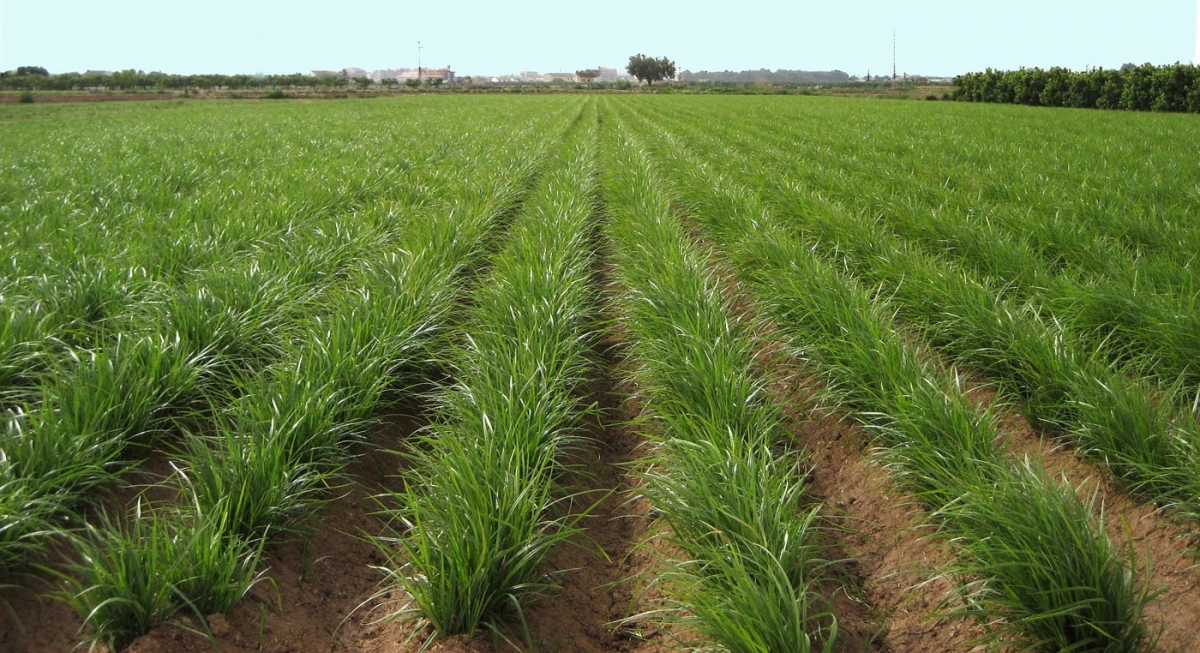 AVA-Asaja exige soluciones frente a la mancha negra y una hierba invasora que mengua la cosecha de la chufa